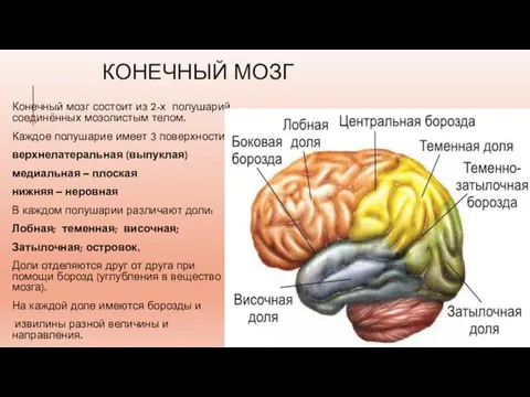 КОНЕЧНЫЙ МОЗГ Конечный мозг состоит из 2-х полушарий, соединённых мозолистым телом. Каждое