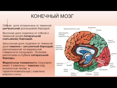 КОНЕЧНЫЙ МОЗГ Лобная доля отграничена от теменной центральной (роландовой) бороздой. Височная доля