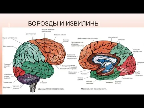 БОРОЗДЫ И ИЗВИЛИНЫ