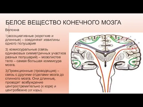 БЕЛОЕ ВЕЩЕСТВО КОНЕЧНОГО МОЗГА Волокна 1)ассоциативные (короткие и длинные) – соединяют извилины