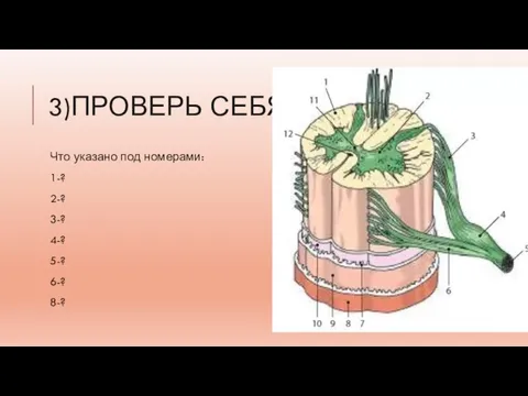 3)ПРОВЕРЬ СЕБЯ! Что указано под номерами: 1-? 2-? 3-? 4-? 5-? 6-? 8-?