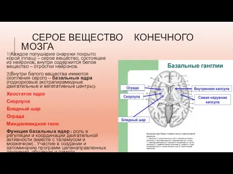 СЕРОЕ ВЕЩЕСТВО КОНЕЧНОГО МОЗГА 1)Каждое полушарие снаружи покрыто корой (плащ) – серое