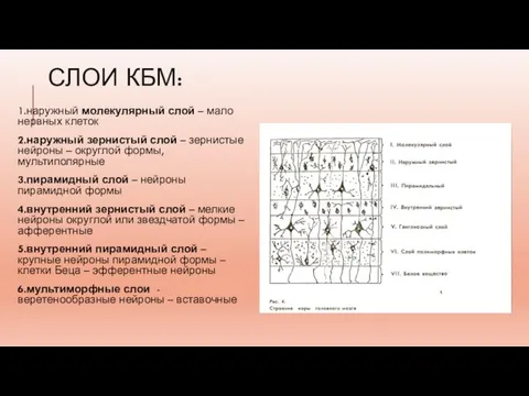 СЛОИ КБМ: 1.наружный молекулярный слой – мало нервных клеток 2.наружный зернистый слой