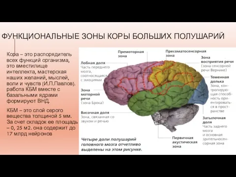 ФУНКЦИОНАЛЬНЫЕ ЗОНЫ КОРЫ БОЛЬШИХ ПОЛУШАРИЙ Кора – это распорядитель всех функций организма,