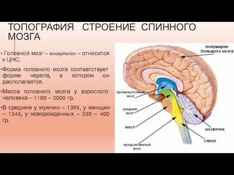 ТОПОГРАФИЯ СТРОЕНИЕ СПИННОГО МОЗГА Головной мозг – encephalon – относится к ЦНС.