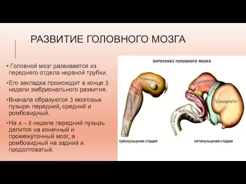 РАЗВИТИЕ ГОЛОВНОГО МОЗГА Головной мозг развивается из переднего отдела нервной трубки. Его