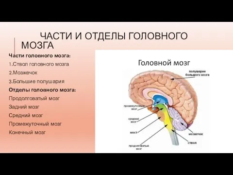 ЧАСТИ И ОТДЕЛЫ ГОЛОВНОГО МОЗГА Части головного мозга: 1.Ствол головного мозга 2.Мозжечок