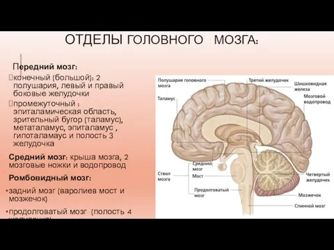 ОТДЕЛЫ ГОЛОВНОГО МОЗГА: Передний мозг: конечный (большой): 2 полушария, левый и правый