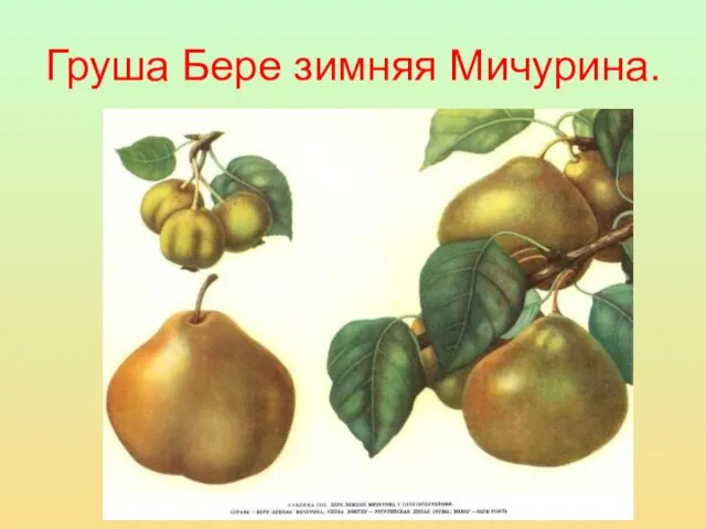 Груша Бере зимняя Мичурина.