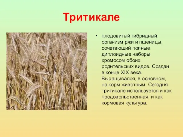 Тритикале плодовитый гибридный организм ржи и пшеницы, сочетающий полные диплоидные наборы хромосом