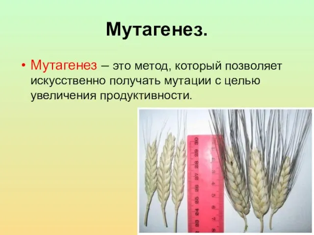 Мутагенез. Мутагенез – это метод, который позволяет искусственно получать мутации с целью увеличения продуктивности.