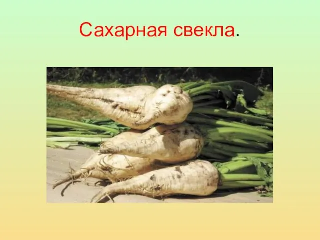 Сахарная свекла.