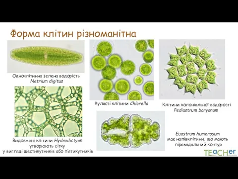 Форма клітин різноманітна Одноклітинна зелена водорість Netrium digitus Клітини колоніальної водорості Pediastrum