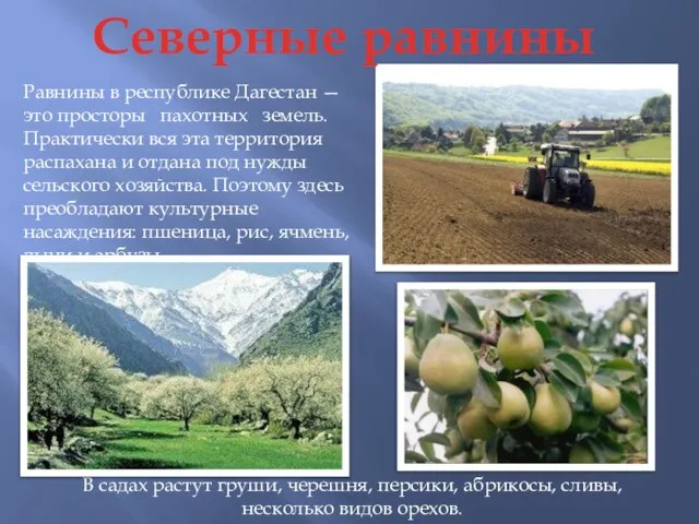 Северные равнины Равнины в республике Дагестан — это просторы пахотных земель. Практически