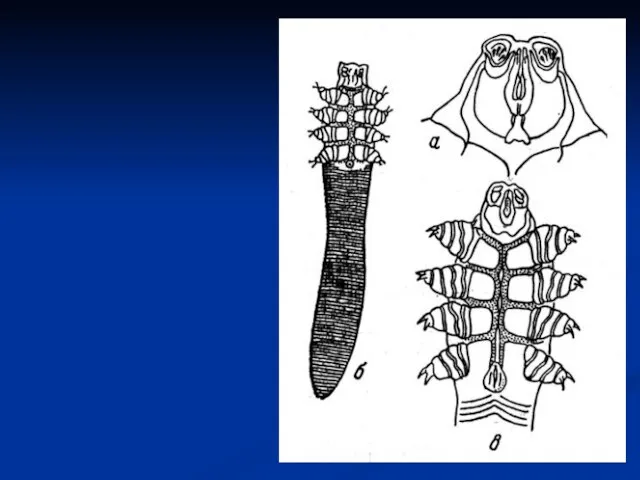 а – головной отдел; б – брюшная сторона; в – конечности с