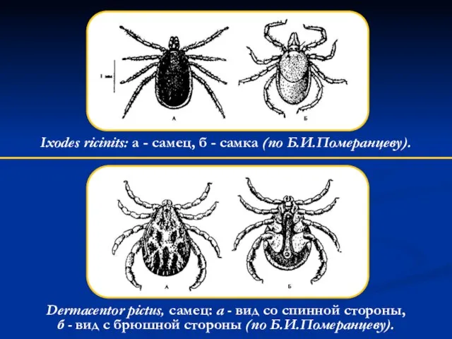 Ixodes ricinits: a - самец, б - самка (по Б.И.Померанцеву). Dermacentor pictus,