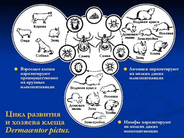 Цикл развития и хозяева клеща Dermacentor pictus. Личинки паразитируют на мелких диких