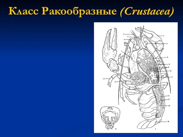 Класс Ракообразные (Crustacea) Тело – головогрудь и брюшко Тело покрыто хитинизированной кутикулой