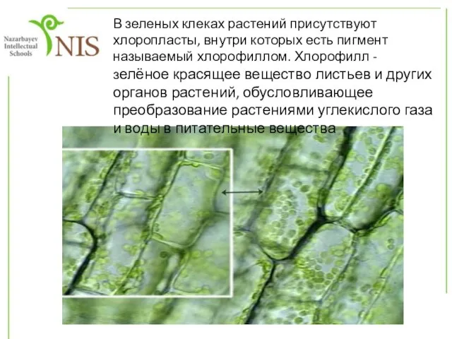 В зеленых клеках растений присутствуют хлоропласты, внутри которых есть пигмент называемый хлорофиллом.