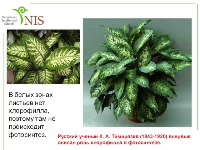 В белых зонах листьев нет хлорофилла, поэтому там не происходит фотосинтез. Русский