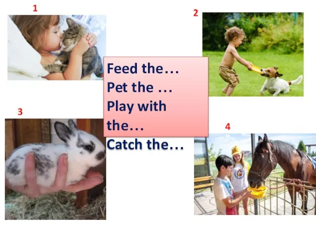 Feed the… Pet the … Play with the… Catch the… 1 2 3 4