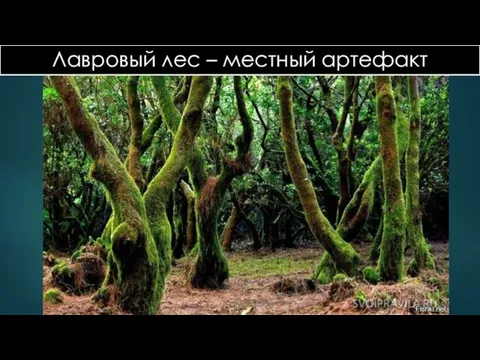 Лавровый лес – местный артефакт
