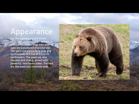 Appearance For the appearance of a brown bear, such signs as a