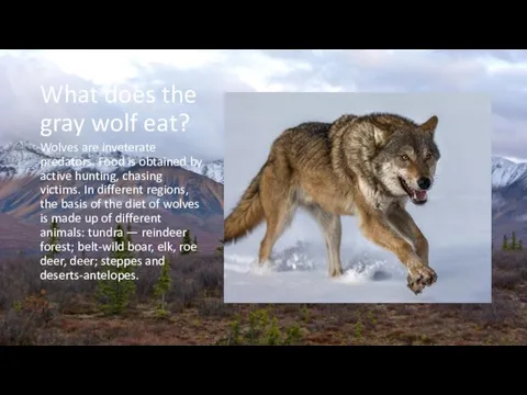 What does the gray wolf eat? Wolves are inveterate predators. Food is