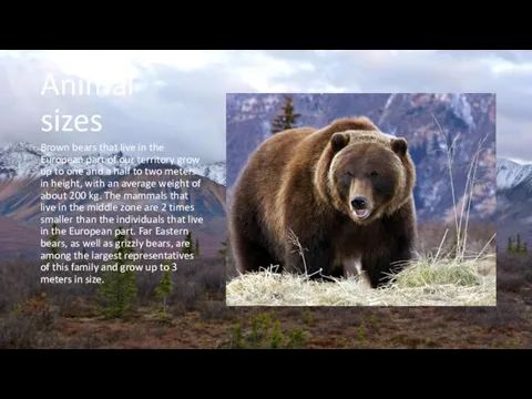 Animal sizes Brown bears that live in the European part of our