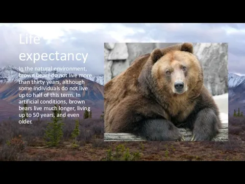 Life expectancy In the natural environment, brown bears do not live more
