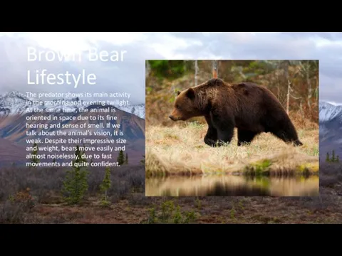 Brown Bear Lifestyle The predator shows its main activity in the morning