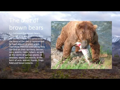 The diet of brown bears It is believed that brown bears, although