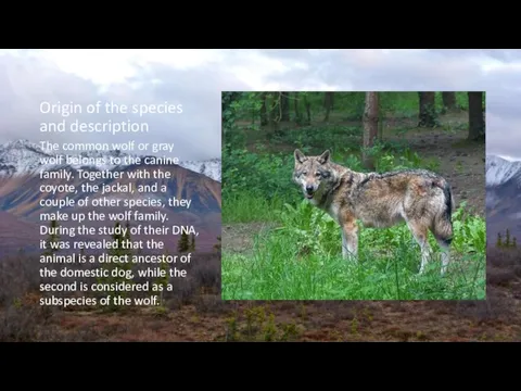 Origin of the species and description The common wolf or gray wolf