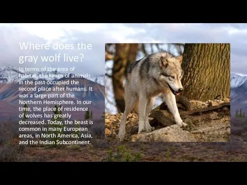 Where does the gray wolf live? In terms of the area of