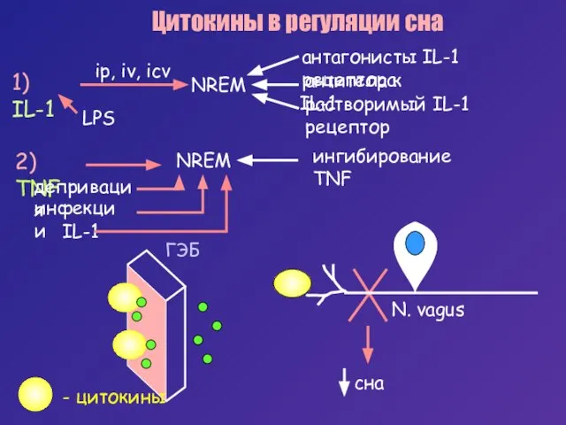 Цитокины в регуляции сна 1) IL-1 NREM LPS 2) TNF NREM