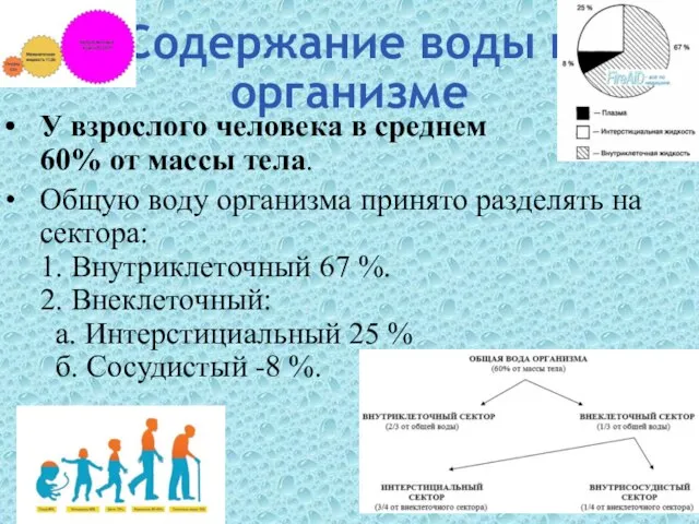 Содержание воды в организме У взрослого человека в среднем 60% от массы