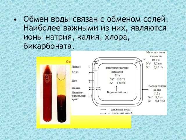 Обмен воды связан с обменом солей. Наиболее важными из них, являются ионы натрия, калия, хлора, бикарбоната.