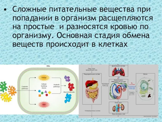 Сложные питательные вещества при попадании в организм расщепляются на простые и разносятся