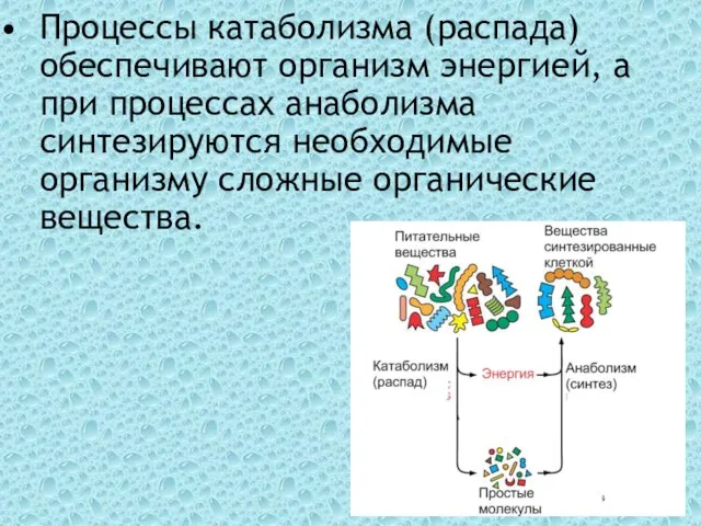 Процессы катаболизма (распада) обеспечивают организм энергией, а при процессах анаболизма синтезируются необходимые организму сложные органические вещества.