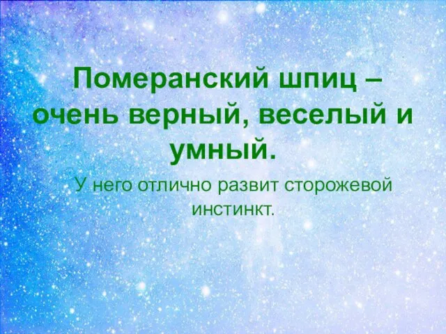 Померанский шпиц – очень верный, веселый и умный. У него отлично развит сторожевой инстинкт.