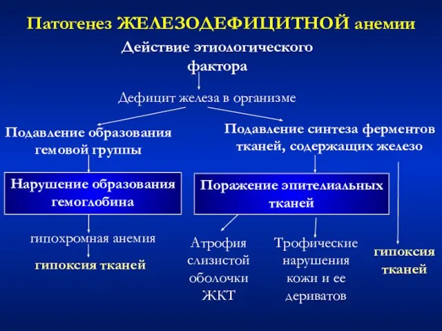 Патогенез ЖЕЛЕЗОДЕФИЦИТНОЙ анемии Действие этиологического фактора Дефицит железа в организме Подавление образования