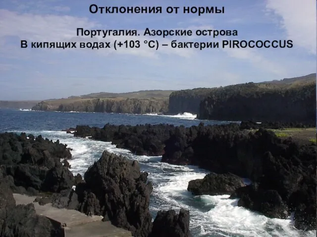 Отклонения от нормы Португалия. Азорские острова В кипящих водах (+103 °С) – бактерии PIROCOCCUS