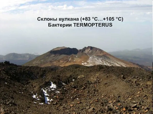 Склоны вулкана (+83 °С…+105 °С) Бактерии TERMOPTERUS