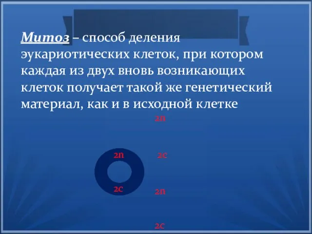 Митоз – способ деления эукариотических клеток, при котором каждая из двух вновь