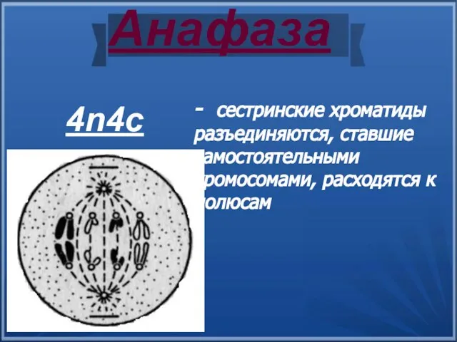Анафаза - сестринские хроматиды разъединяются, ставшие самостоятельными хромосомами, расходятся к полюсам 4n4c