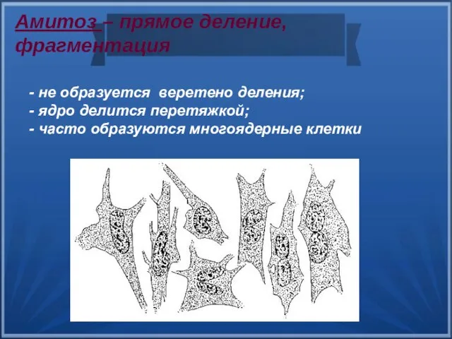 - не образуется веретено деления; - ядро делится перетяжкой; - часто образуются