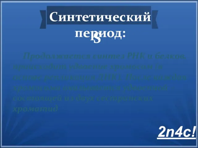 Синтетический период: S Продолжается синтез РНК и белков, происходит удвоение хромосом (в