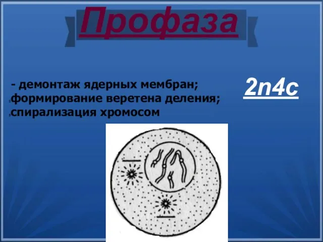 Профаза - демонтаж ядерных мембран; формирование веретена деления; спирализация хромосом 2n4c