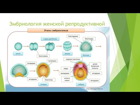 Эмбриология женской репродуктивной системы