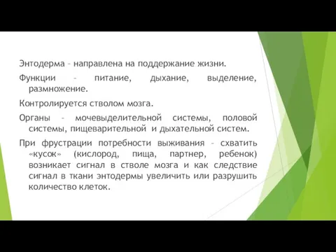 Энтодерма – направлена на поддержание жизни. Функции – питание, дыхание, выделение, размножение.